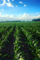 Corn field