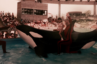 Sarah and Shamu